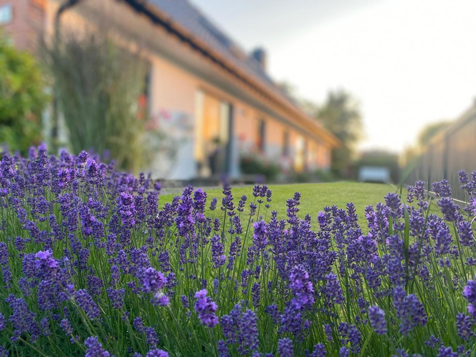 Haus Suedwind Am Ostdeich Appartement